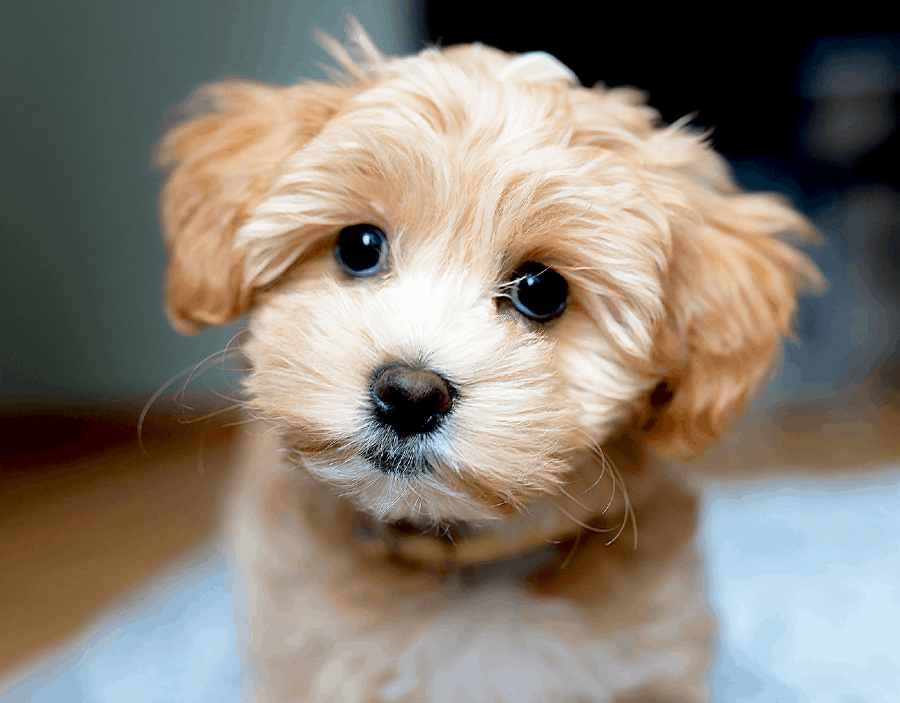 maltipoo cachorro