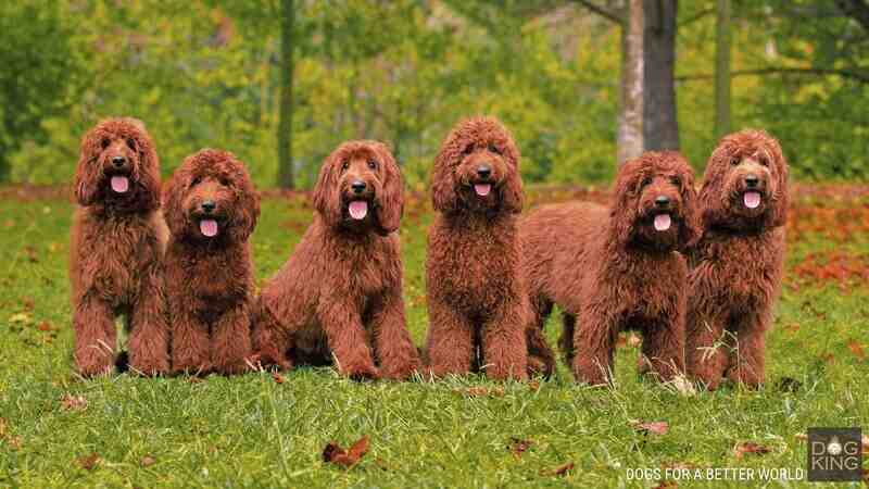 perros australianos cobberdog
