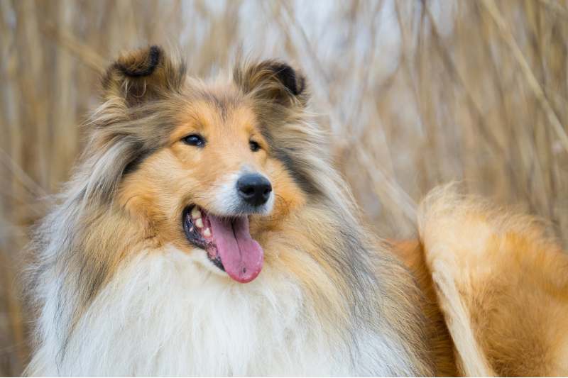 perros pelo largo collie 