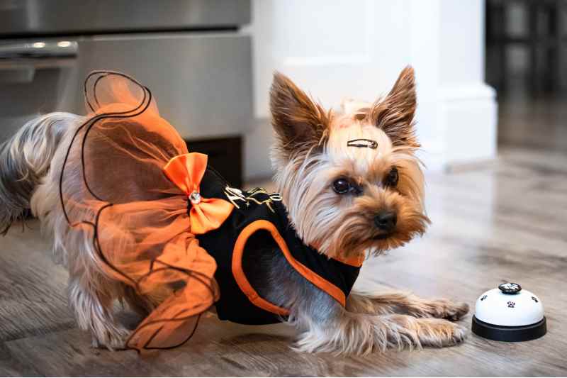 perros de pelo largo yorkshire Terrier