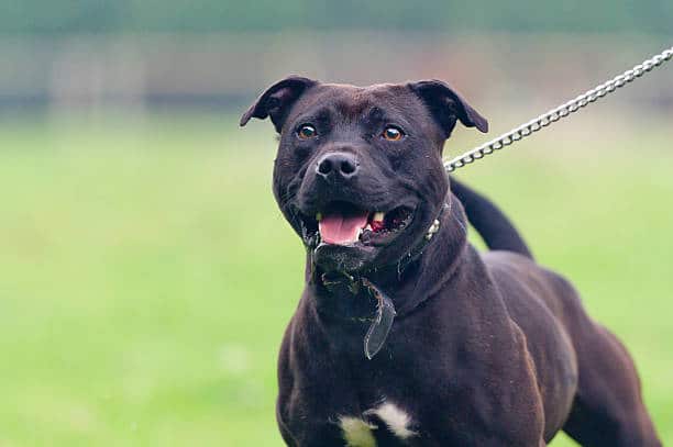staffordshire bull terrier negro