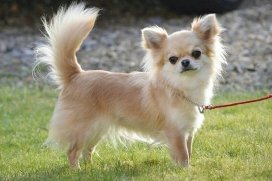 Cruce Chihuahua y Pomerania - Pomchi