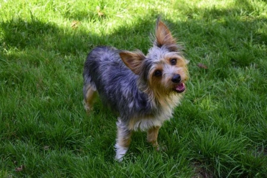 Cruce de chihuahua y Yorkshire - Chorkie