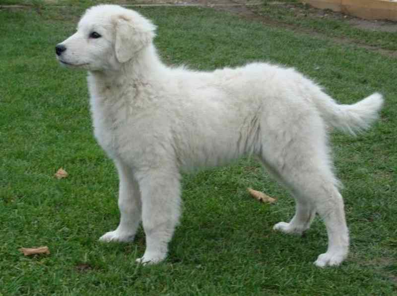 perros blancos grandes Kuvasz