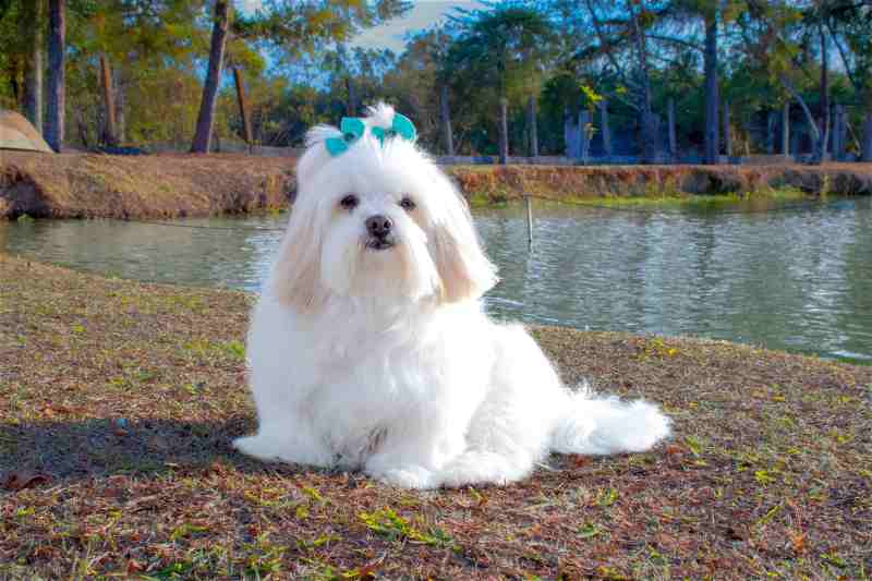 perros blancos pequeños bichón maltés 