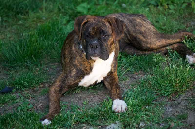 perros guardianes boxer