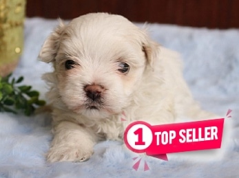 bichon publi