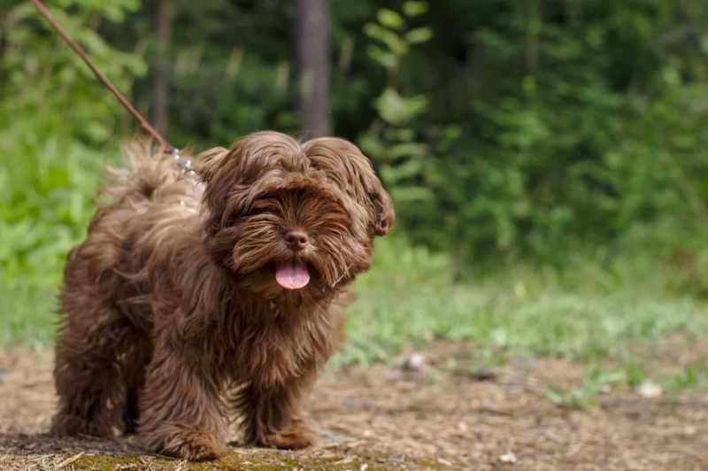 raza de perro bolonka