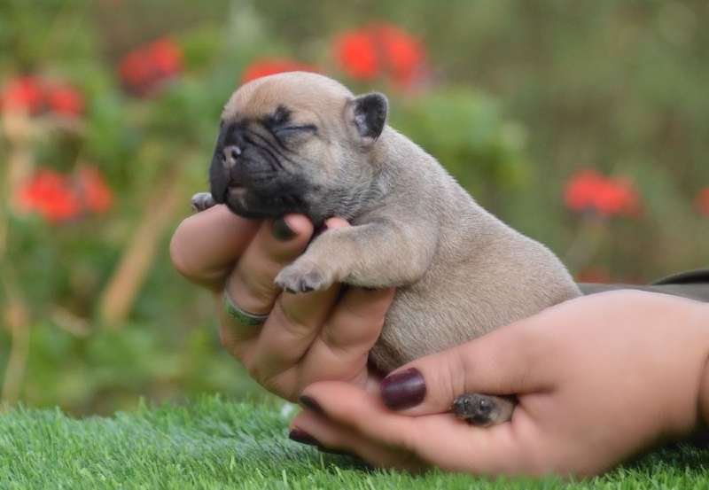 cachorro bulldog frances fawn en venta