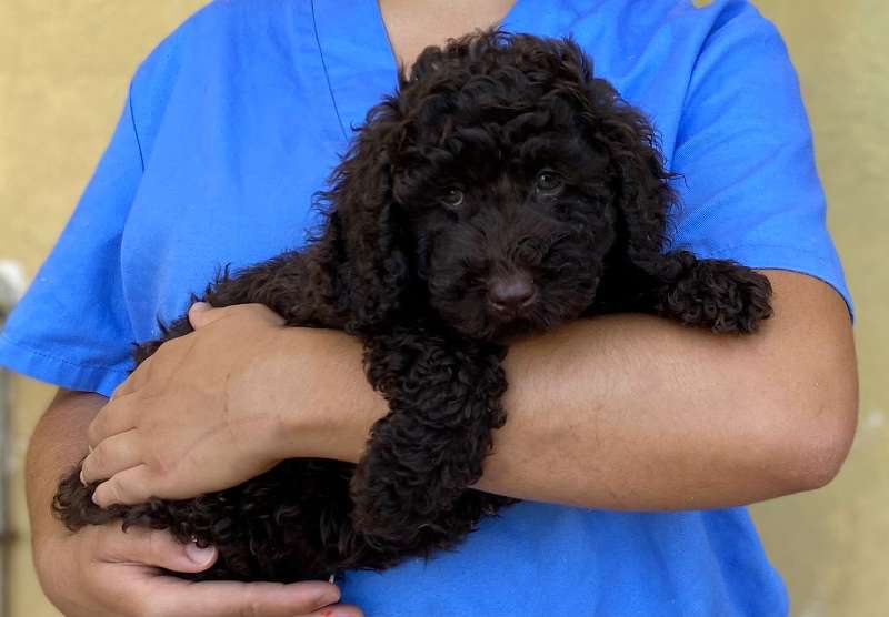cachorro caniche toy en venta