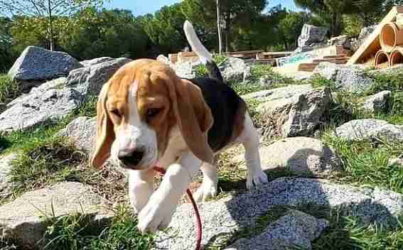 comprar beagle en Madrid