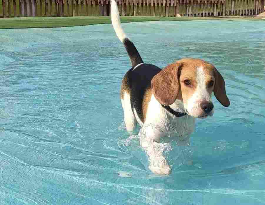 comprar beagle en girona