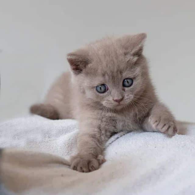 comprar un gatito british