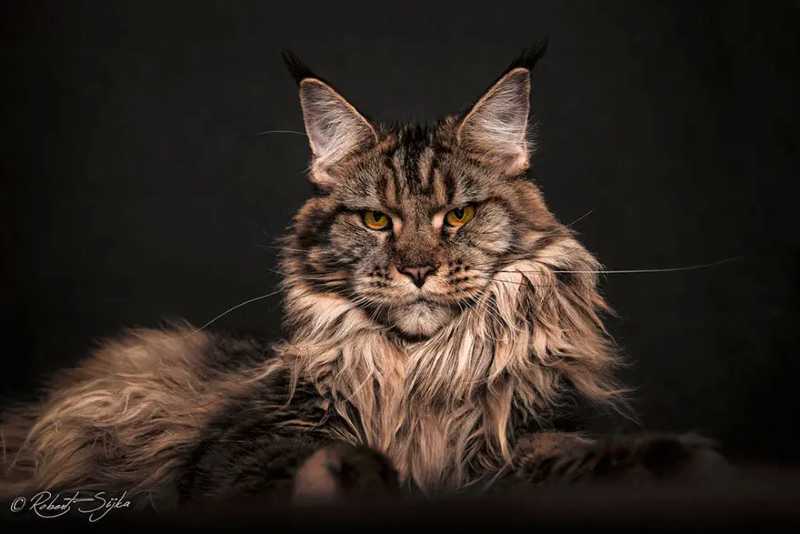 gato Maine Coon
