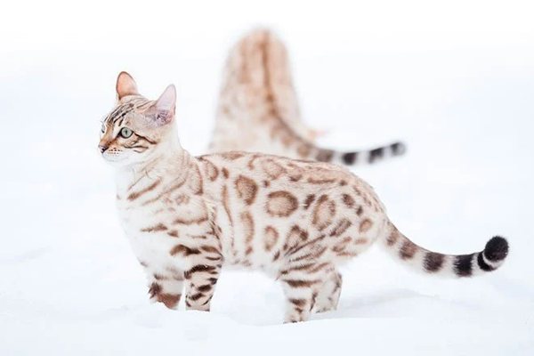 gato bengalí de las nieves