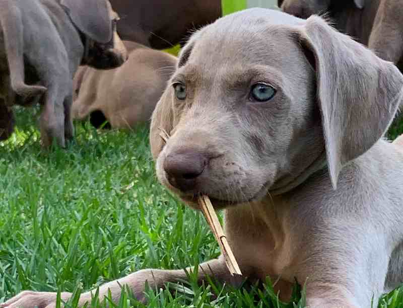cachorro braco en venta en valencia