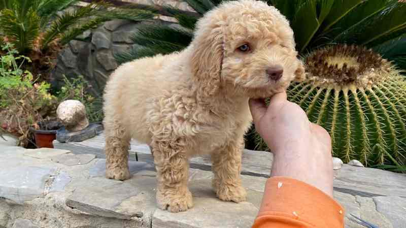 cachorro del criadero de perro de agua español en Salamanca