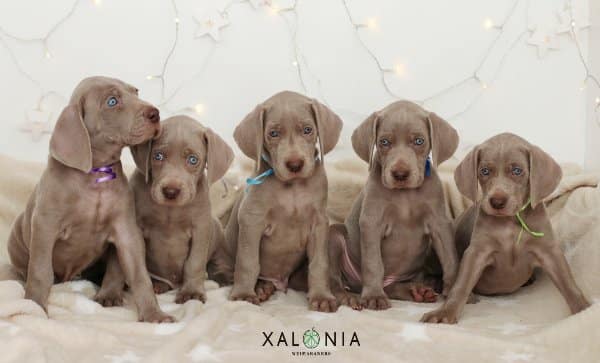 cachorros weimaraner en venta criadero en Alicante