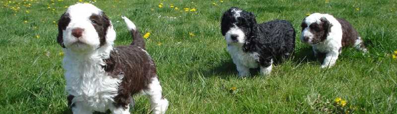 comprar cachorros perro agua español criadero Ubrique