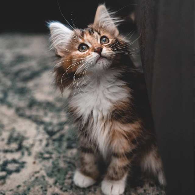 comprar gato bosque de noruega
