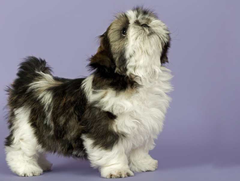 Shih Tzu del criadero yavary