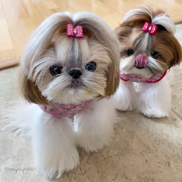 comprar un Shih Tzu