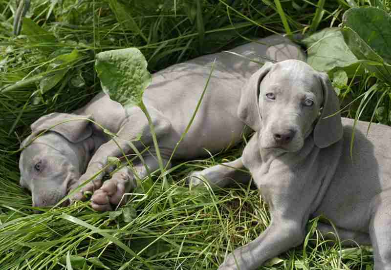 comprar weimaraner en criadero de girona