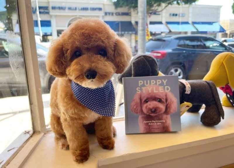 corte pelo caniche teddy bear