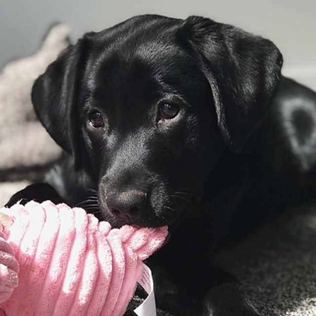 criaderos de labrador retriever