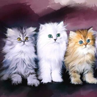 tipos de gatos persas