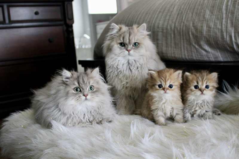 tipos de gatos persas - cara de muñeca