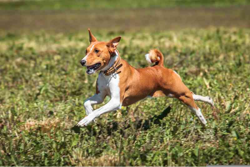 perros que no ladran - basenji