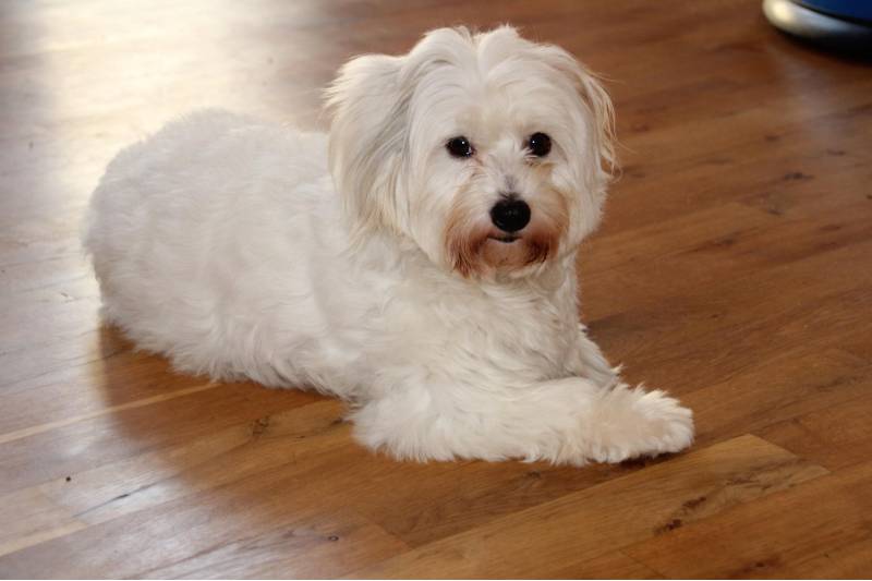 perros que no ladran - bichon de tulear