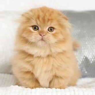 gato napoleon o gato minuet