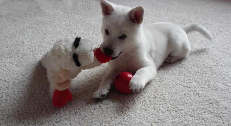 kishu ken bebe