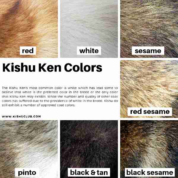 kishu ken colores