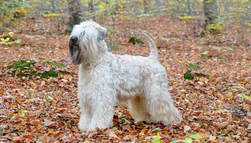 perros que no ladran - wheaten