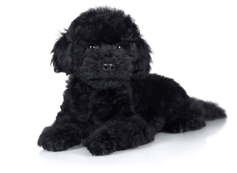 caniche toy negro