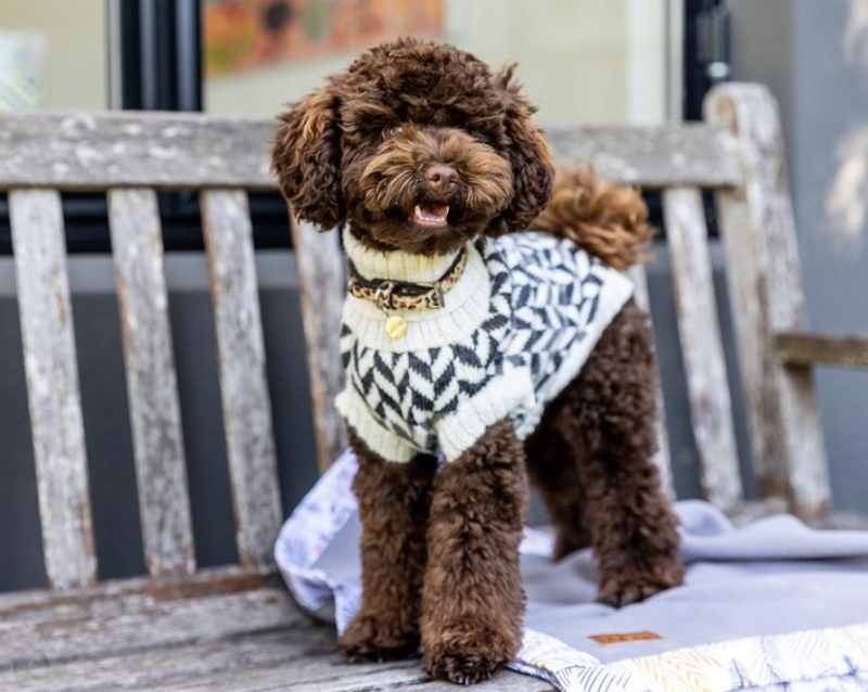 corte pelo caniche estilo cachorro