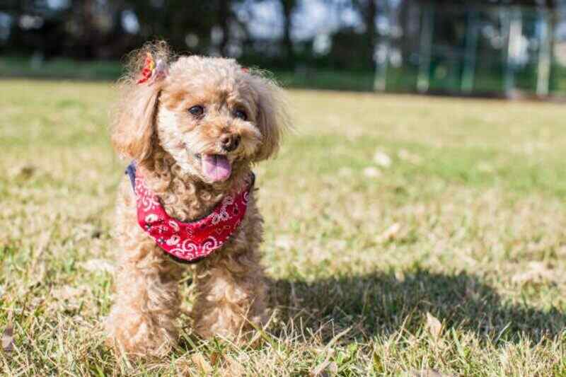 poodle toy canela