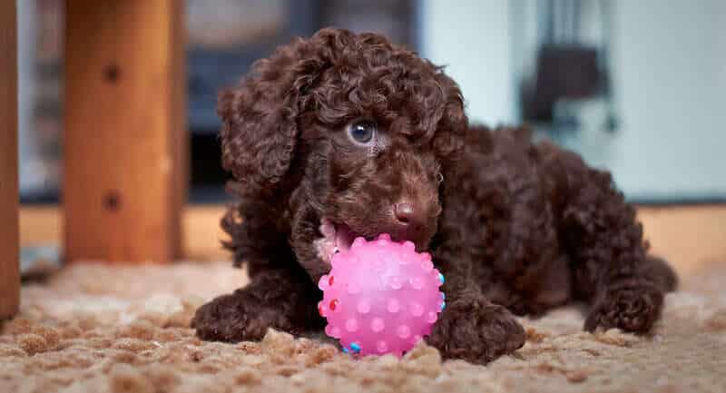 poodle toy chocolate