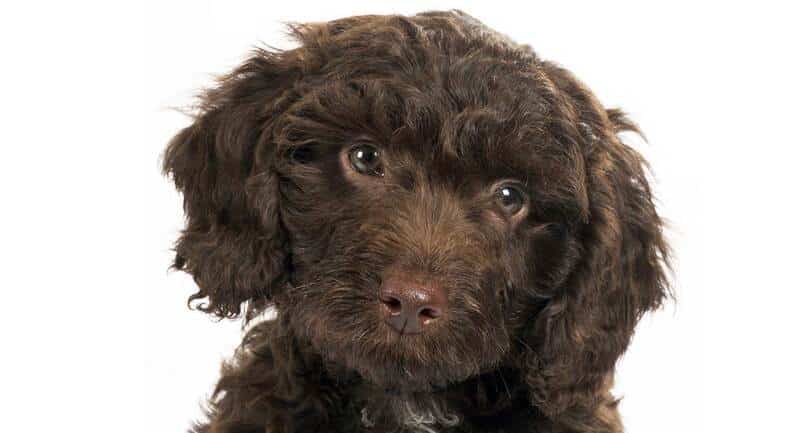 sproodle chocolate