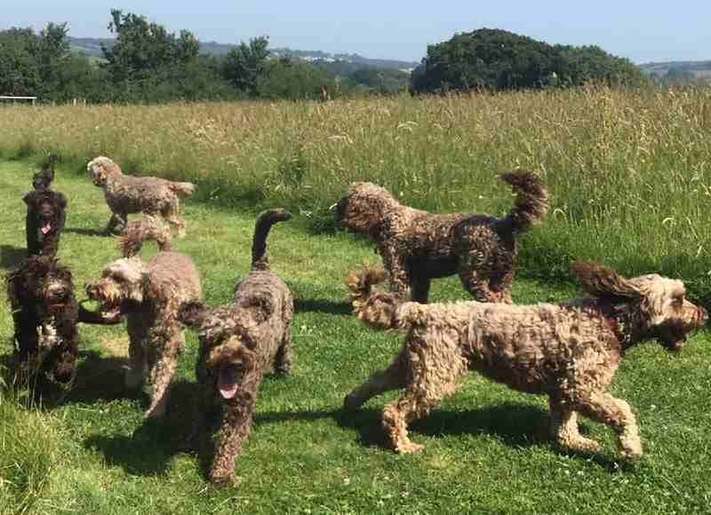 sproodles adultos