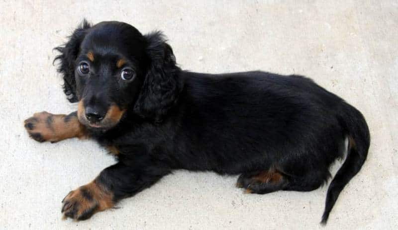 Cachorro de Teckel pelo largo