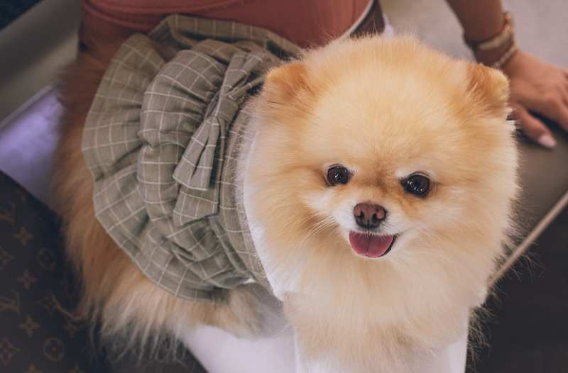 nombres para pomerania hembra