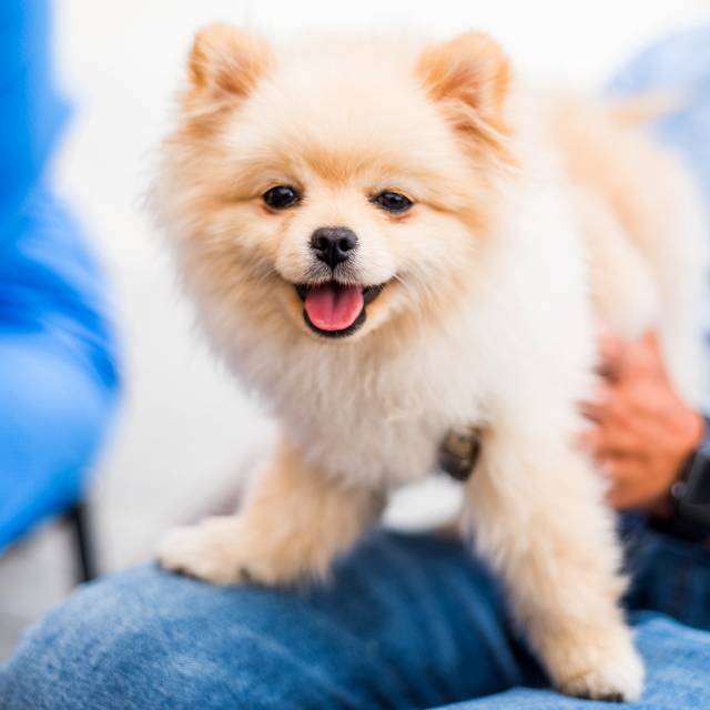 nombres para pomerania