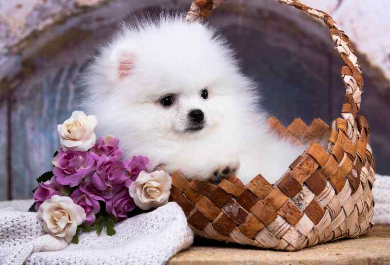 nombres para pomerania blanco