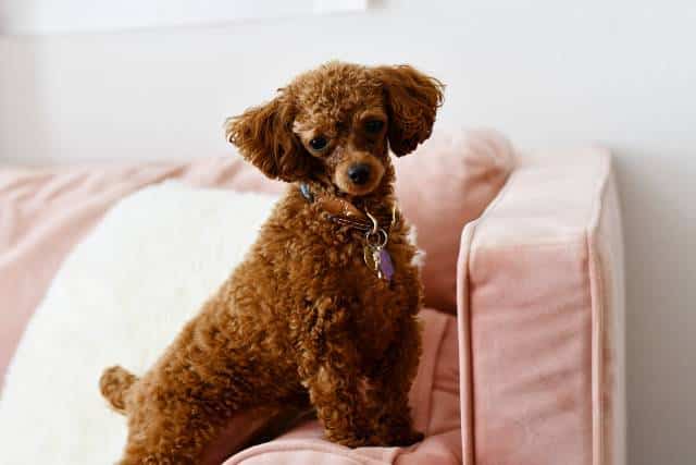 poodle toy cuidados