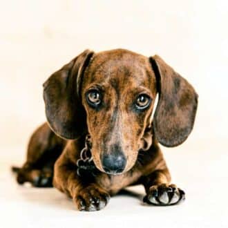 colores del dachshund