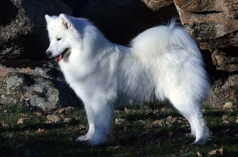 criadero samoyedo en madrid